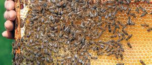 Unersetzlich. Bienen bestäuben auch die Pflanzen der Landwirtschaft.