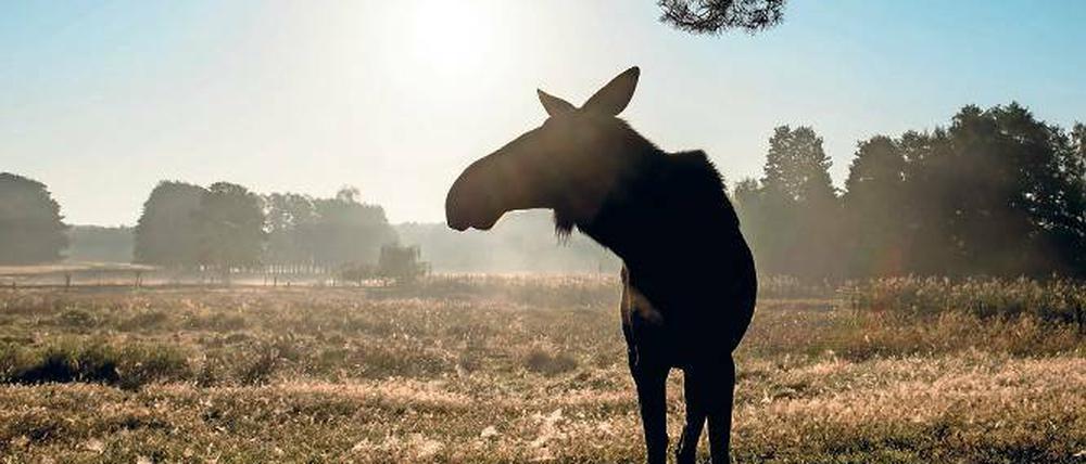 Wieder heimisch. Eine Elchkuh im Wildpark Schorfheide.