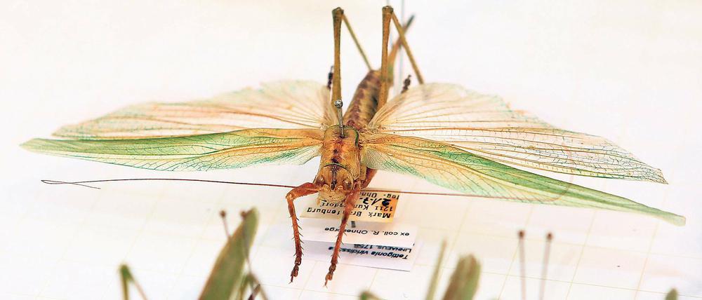 Fliegend singen. Heuschrecken und nah verwandte Artengruppen zählen zu den Geradflüglern, den Orthoptera. Mehr als 60 Experten dieses Fachgebietes treffen sich ab heute im Naturkundemuseum Potsdam zu ihrer Jahrestagung.