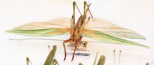 Fliegend singen. Heuschrecken und nah verwandte Artengruppen zählen zu den Geradflüglern, den Orthoptera. Mehr als 60 Experten dieses Fachgebietes treffen sich ab heute im Naturkundemuseum Potsdam zu ihrer Jahrestagung.