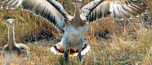 Ausgewildert. Eine Großtrappe in den Belziger Landschaftswiesen.