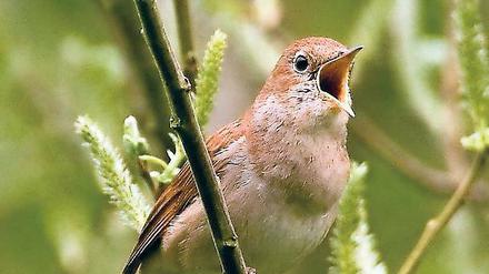 Singende Nachtigall.