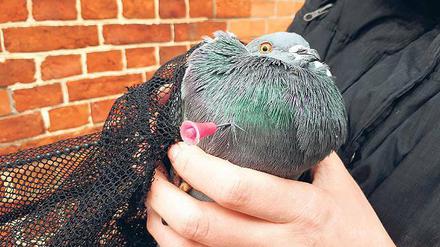 Durchbohrte Brust. Dieses Tier konnte gerettet werden.