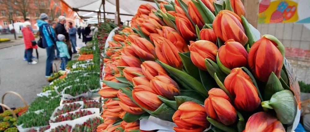 Kommando zurück: Das Tulpenfest findet im April doch statt.