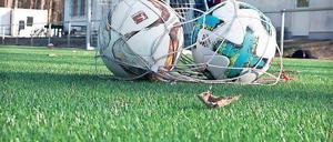 Im Netz. Michendorf will Fördermittel für die Sportstätte Hellerfichten.