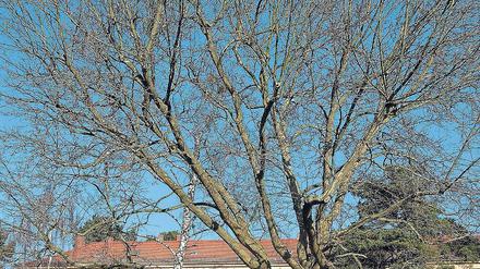 Fall für die Säge. 15 große Bäume sollen in Babelsberg gefällt werden.