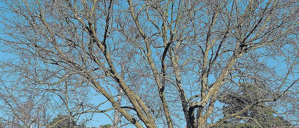 Fall für die Säge. 15 große Bäume sollen in Babelsberg gefällt werden.