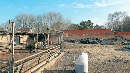 Stille und Leere. Bis Dienstag waren auf dem Hof in Glindow noch zwölf Rinder, 20 Schafe und Ziegen, 22 Schweine, diverses Geflügel, sechs Kaninchen und zwei Hunde. Das Veterinäramt des Kreises hat die Tiere wegen Vernachlässigung beschlagnahmt und weiterverkauft. Nur die Hunde durften zu ihrem Besitzer zurück.