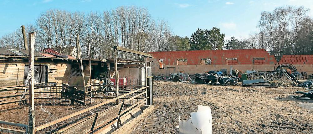 Stille und Leere. Bis Dienstag waren auf dem Hof in Glindow noch zwölf Rinder, 20 Schafe und Ziegen, 22 Schweine, diverses Geflügel, sechs Kaninchen und zwei Hunde. Das Veterinäramt des Kreises hat die Tiere wegen Vernachlässigung beschlagnahmt und weiterverkauft. Nur die Hunde durften zu ihrem Besitzer zurück.