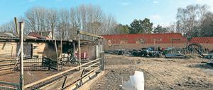 Stille und Leere. Bis Dienstag waren auf dem Hof in Glindow noch zwölf Rinder, 20 Schafe und Ziegen, 22 Schweine, diverses Geflügel, sechs Kaninchen und zwei Hunde. Das Veterinäramt des Kreises hat die Tiere wegen Vernachlässigung beschlagnahmt und weiterverkauft. Nur die Hunde durften zu ihrem Besitzer zurück.