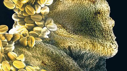 Welt der Wunder. Naturfotos durch das Elektronenmikroskop.