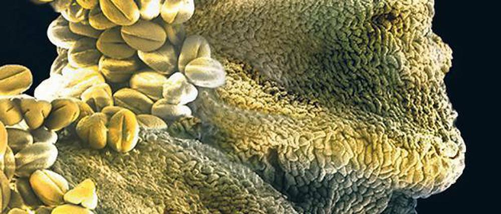 Welt der Wunder. Naturfotos durch das Elektronenmikroskop.