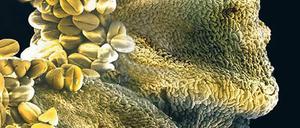 Welt der Wunder. Naturfotos durch das Elektronenmikroskop.