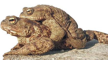 Schlechte Zeiten für Lurche. Amphibien finden in Kleinmachnow weniger Lebensraum als früher. Diese Kröten im Teich am Europarc fühlen sich aber noch wohl.