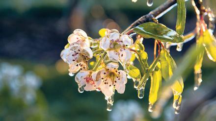 Schutzschicht. Werden Knospen und Blüten in kalten Nächten mit Wasser benetzt, so geben die Wassertropfen beim Gefrieren und Ausdehnen Wärme ab. Das schützt die Fruchtstände vor dem Erfrieren. Für solch eine Beregnung müssten das Wasserwerk und vor allem die Leitungen aber frostsicher sein.