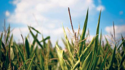 Riskant. Pflanzen zur CO2-Reduktion einzusetzen, kann die Erde überlasten.
