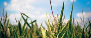 Riskant. Pflanzen zur CO2-Reduktion einzusetzen, kann die Erde überlasten.