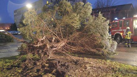 Umwerfend. Ein entwurzelter Baum in Senftenberg.