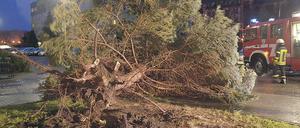 Umwerfend. Ein entwurzelter Baum in Senftenberg.