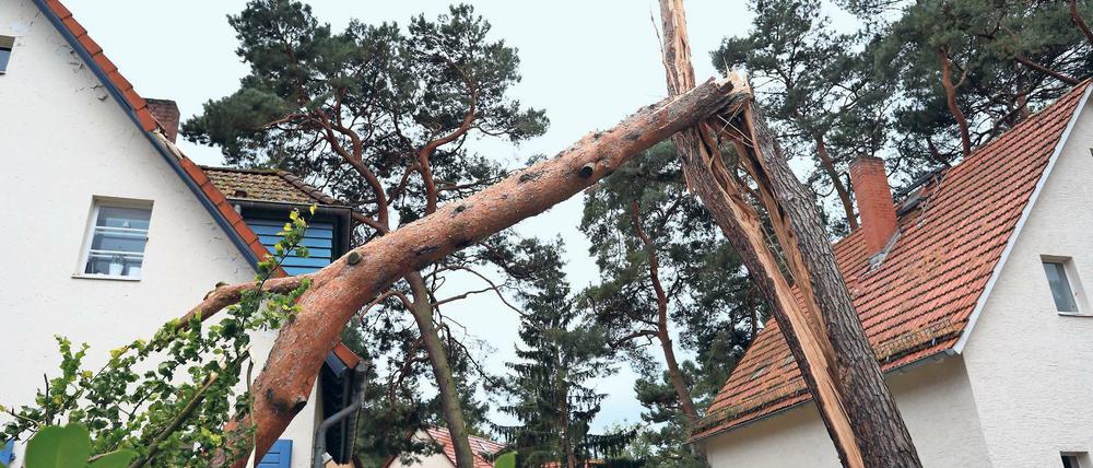 Extrem. Stürme wie Xavier, der im Oktober gerade auch in Brandenburg wütete (hier Schäden in Kleinmachnow), können als Einzelereignis nicht dem Klimawandel zugeordnet werden. Treten Wetterextreme aber über längere Zeiträume gehäuft auf, halten Klimaforscher einen Zusammenhang mit der globalen Erderwärmung für möglich.