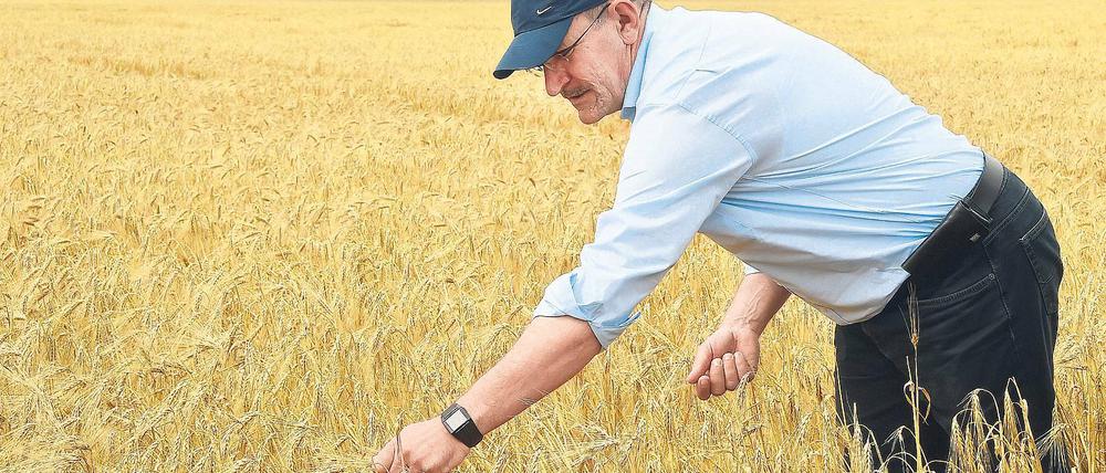 Gut bestellt? Henrik Wendorff, Präsident des Brandenburger Landesbauernverbandes – hier beim Start der Getreideernte –, fordert ein Umdenken in Brüssel.