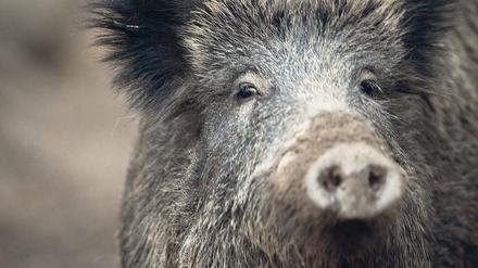 Aufwühlend. Einwohner in Kleinmachnow beschweren sich über die wachsende Zahl von Wildschweinen im Ort und verlangen einen Zaun. Die Kommunen behaupten, die Lage habe sich bereits gebessert. Im betreffenden Jagdgebiet wurden seit April bereits 190 Wildschweine geschossen.