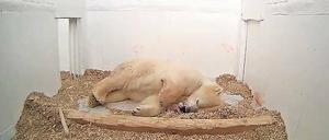 Erschöpfte Mutter. Eisbärin Tonja kurz nach der Geburt ihres Babys.