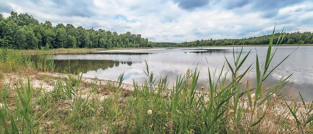Abgeflossen. Immer mehr Seen im Umfeld des Tagebaus Jänschwalde leiden unter Wassermangel. Untersuchungen sollen zeigen, inwieweit der Bergbau für den Wasserverlust verantwortlich ist. Die Grünen wollen das Thema im Landtag diskutieren.