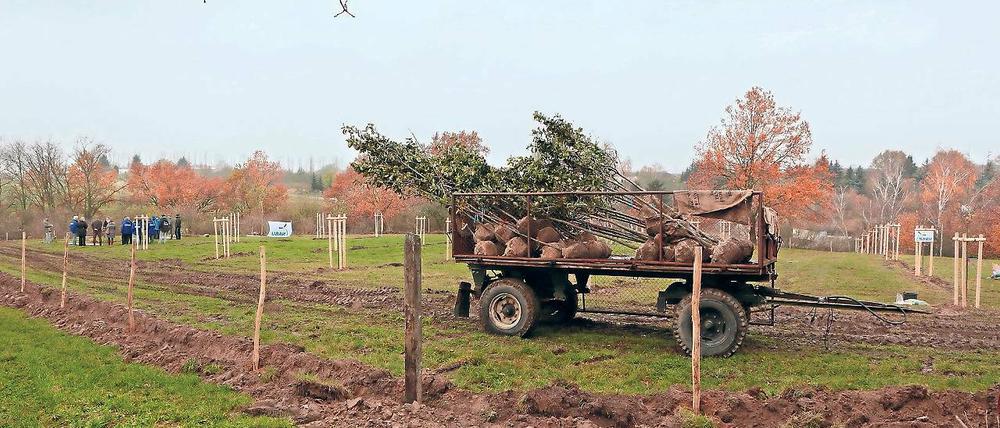 Bäume als Lehrer. Auf der neuen Streuobstwiese in Glindow können Kinder ab dem kommenden Jahr Schafe beobachten, Apfelsorten erkennen und erfahren, was eine Wild- von einer Honigbiene unterscheidet.