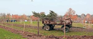 Bäume als Lehrer. Auf der neuen Streuobstwiese in Glindow können Kinder ab dem kommenden Jahr Schafe beobachten, Apfelsorten erkennen und erfahren, was eine Wild- von einer Honigbiene unterscheidet.
