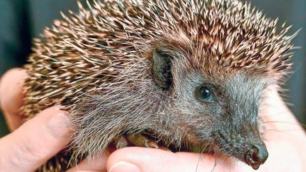 Putzig – und stachlig. In Neuzelle werden Igel aufgepäppelt.