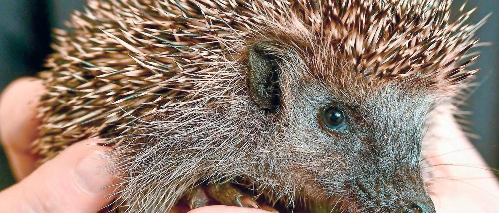 Putzig – und stachlig. In Neuzelle werden Igel aufgepäppelt.
