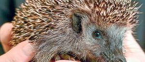 Putzig – und stachlig. In Neuzelle werden Igel aufgepäppelt.