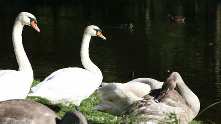 Im Park Sanssouci ist ein Schwan von einem Hund totgebissen worden.
