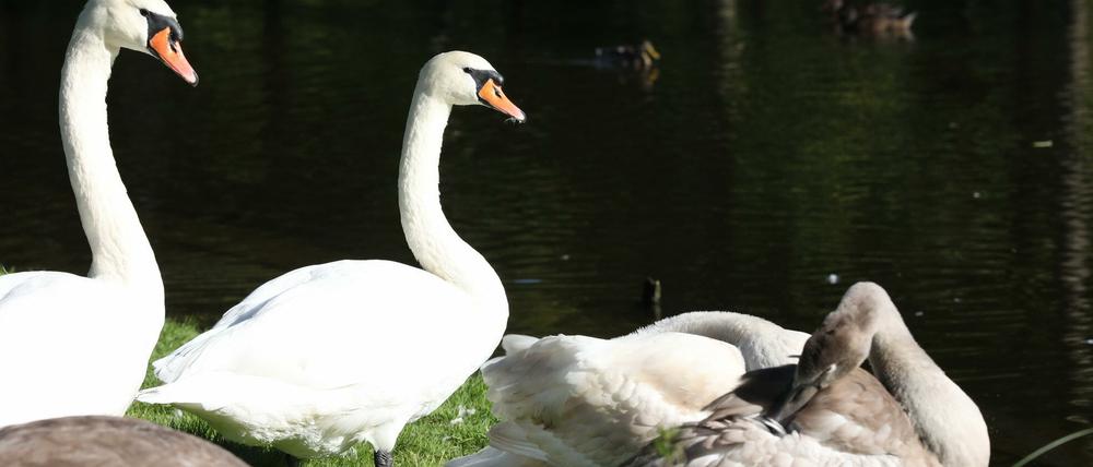 Im Park Sanssouci ist ein Schwan von einem Hund totgebissen worden.
