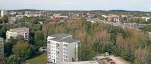 Streitobjekt. Wo an der Nuthestraße (rechts) jetzt noch Bäume wachsen, sollen mehrere Mehrgeschosser gebaut werden. Das planen ein Investor und die Stadt.