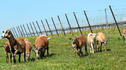 Die Schafe halten das Gras zwischen den Reben kurz und fressen untere Blätter ab, sodass die Trauben mehr Licht bekommen.
