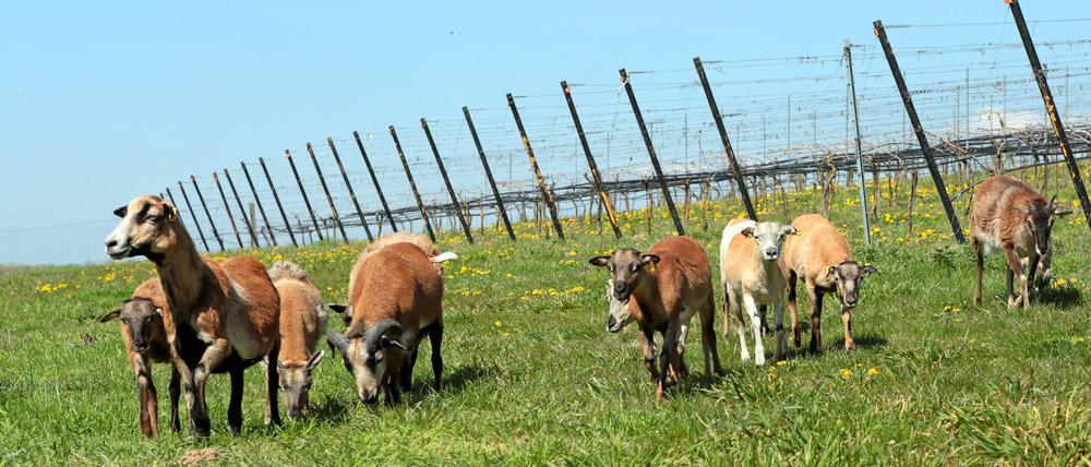Die Schafe halten das Gras zwischen den Reben kurz und fressen untere Blätter ab, sodass die Trauben mehr Licht bekommen.