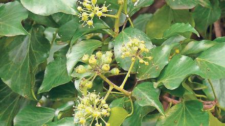 Spätes Semester. Efeu ist im Winter noch belaubt und blüht auch im November.