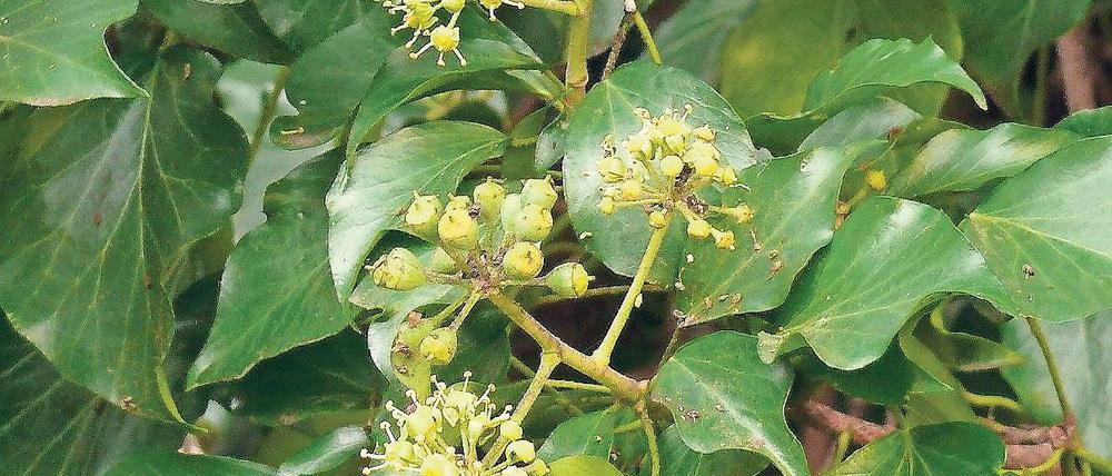 Spätes Semester. Efeu ist im Winter noch belaubt und blüht auch im November.