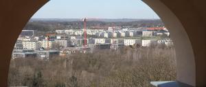 Potsdams Bauboom ist im Borndstedter Feld zu beobachten.