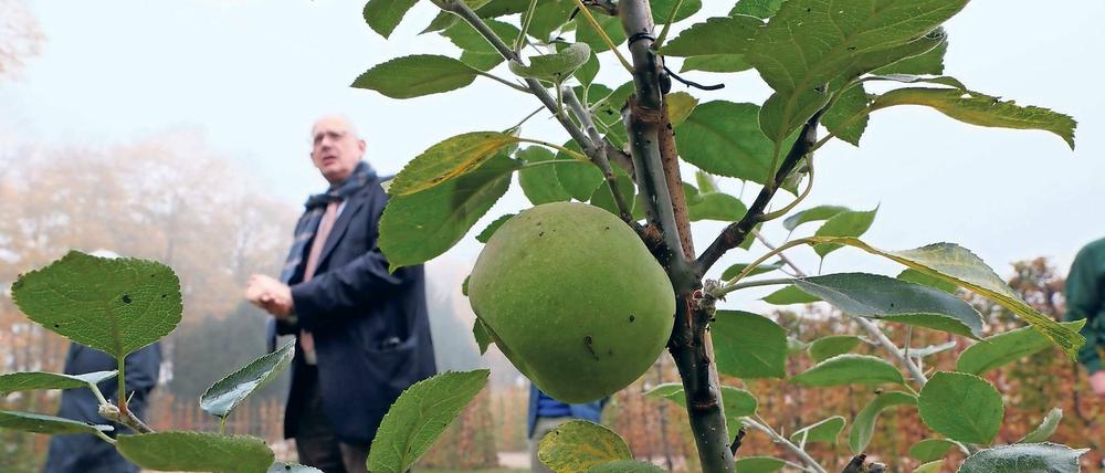 Aus Friedrichs Zeiten. 80 Apfelbäume lässt Stiftungs-Gartenchef Michael Rohde jetzt unterhalb der Bildergalerie pflanzen. Die Sorte stammt aus dem 18. Jahrhundert.