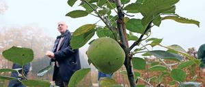 Aus Friedrichs Zeiten. 80 Apfelbäume lässt Stiftungs-Gartenchef Michael Rohde jetzt unterhalb der Bildergalerie pflanzen. Die Sorte stammt aus dem 18. Jahrhundert.