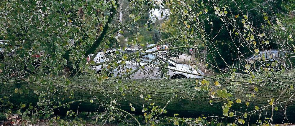 Glück im Unglück. Wie hier in Kleinmachnow fielen überall im Kreis Bäume um, sie trafen wohl aber keine Menschen.