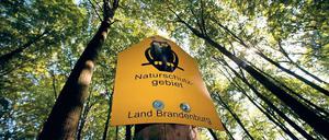 Natur pur. Seit 2011 ist der „Buchenwald Grumsin“ Unesco-Weltnaturerbe. Das nahe Altkünkendorf ist für viele Besucher die erste Anlaufstelle.