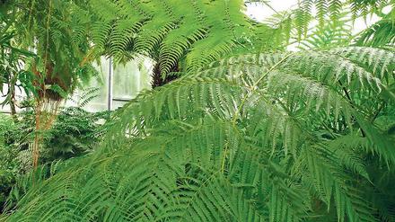 Ausladend und alt. Schiedes Goldlockenfarn im Botanischen Garten.