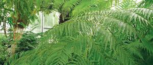 Ausladend und alt. Schiedes Goldlockenfarn im Botanischen Garten.