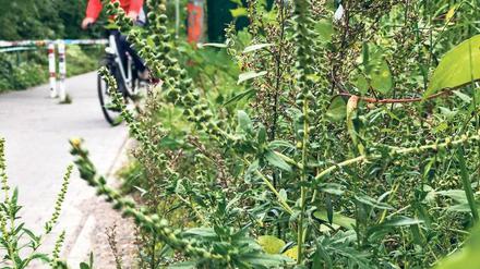 Unterschätzt? Die Pollen der Ambrosia-Pflanze können beim Menschen heftige Allergien auslösen.