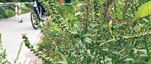 Unterschätzt? Die Pollen der Ambrosia-Pflanze können beim Menschen heftige Allergien auslösen.