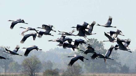 Alles klar zum Abflug. Derzeit rasten wieder unzählige Kraniche in Brandenburg – zum Beispiel in Linum, nordwestlich von Berlin im Landkreis Ostprignitz-Ruppin.
